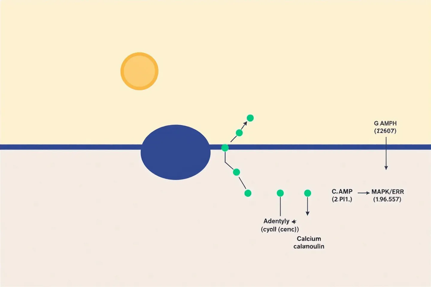 Mechanism — GHRH-receptor agonism on a long carrier